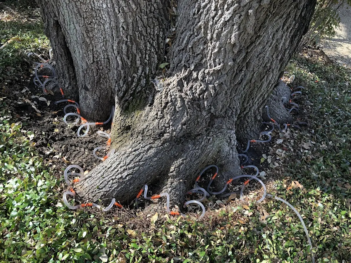 Detailed Tree Cabling and Bracing job site in Southampton