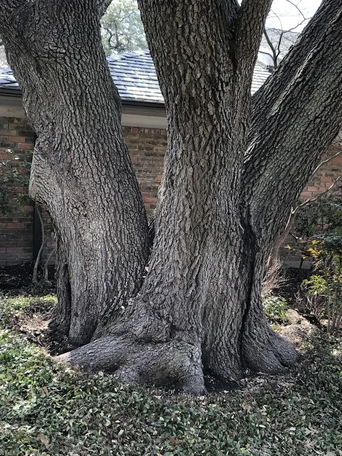 Mature heritage tree close to a Southampton property cared for by certified arborists